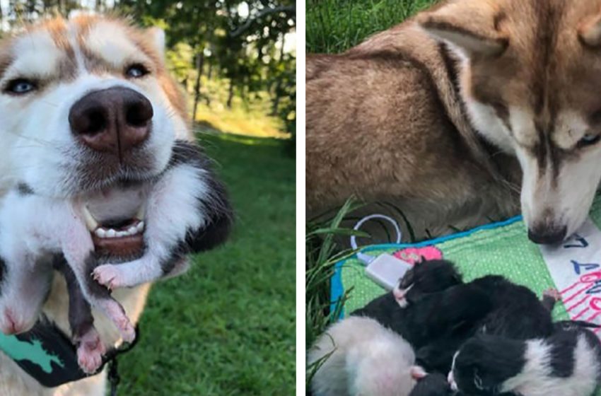  The clever husky did a brave act by saving and caring for the 7 tiny kittens