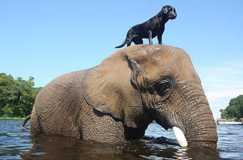  Two different creatures have created an incredible friendship and are great companions for each other