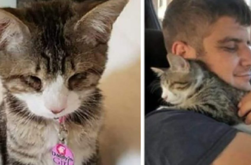  The little disabled kitten was really thankful to the kind people for adopting her