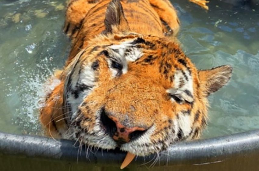  The most joyful moment for the tiger who experienced his firs bath in his whole life.