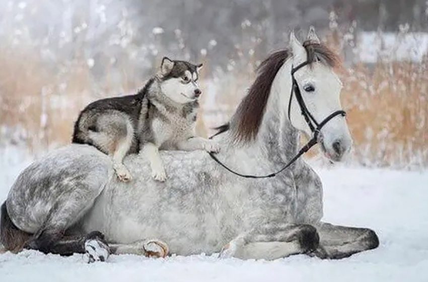  Some awesome and adorable pics which show the incredible friendship between the horse and the dog