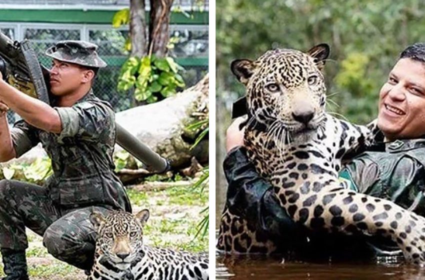  The Brazilian military rescued the jaguar who started to live with them happily