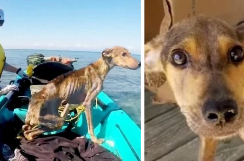  The traveler accidentally discovered a thin dog on the island and saved his life