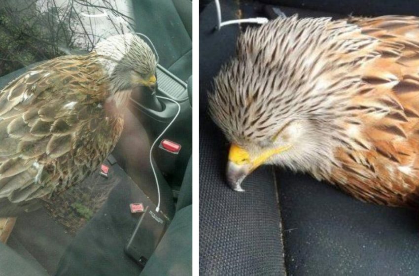  The man saved the bird, which was found to be unique and rare creature