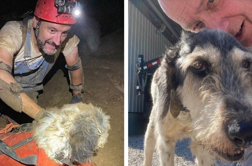  Cave explorers found a dog that spent two weeks at a depth of 150 meters