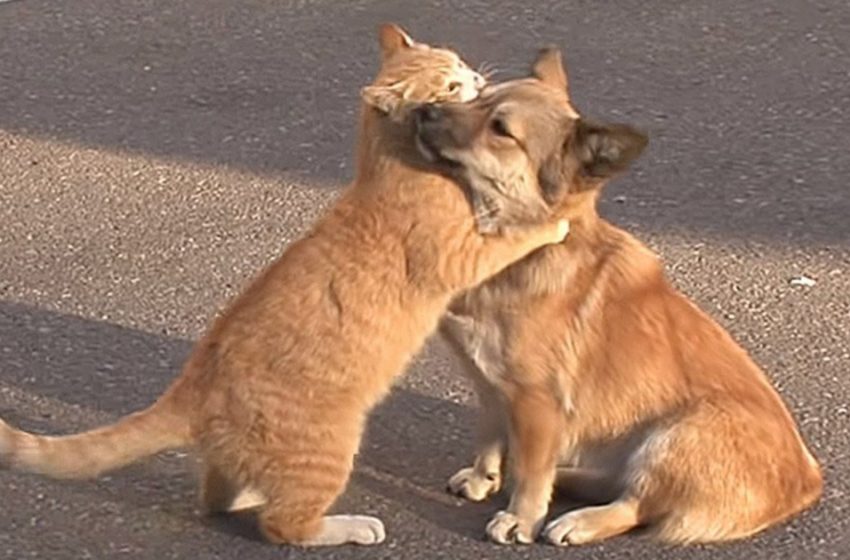  The street cat supported her lovely friend who was waiting for his owners to return