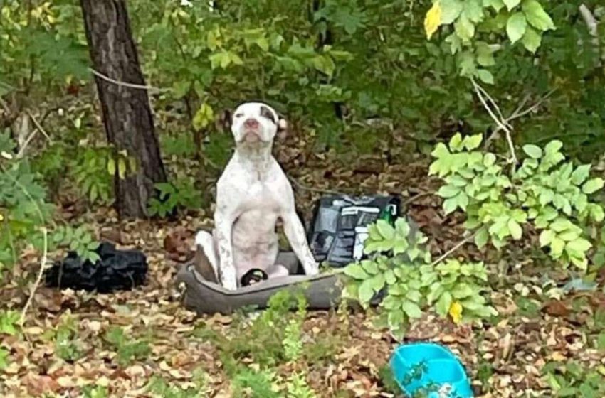  The poor dog, who was left in the forest, was finally saved by the help of kind people