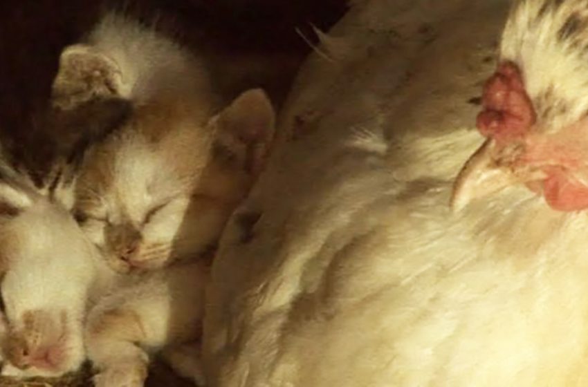  The stray cat didn’t forget her caretaker and brought also her babies to her