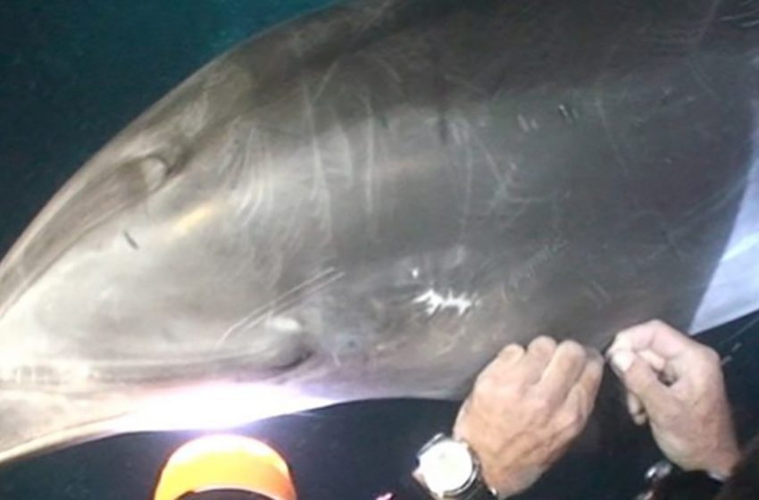  A touching scene of the sweet dolphin approaching the divers and asking for help