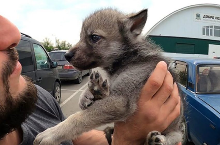  The kind boy took the stray dog to his house and was amazed finding out that it was a wolf