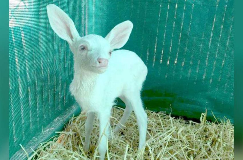 The kind man saved the little white deer and gave her a second chance to live properly