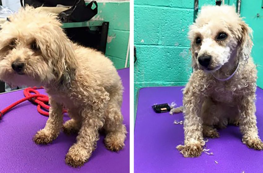  The caring man is really happy to help the senior dogs to find their homes