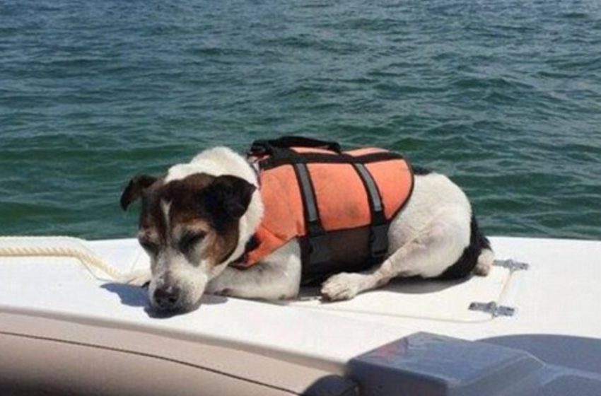  The poor dog was saved by the kind people who spotted him in the water