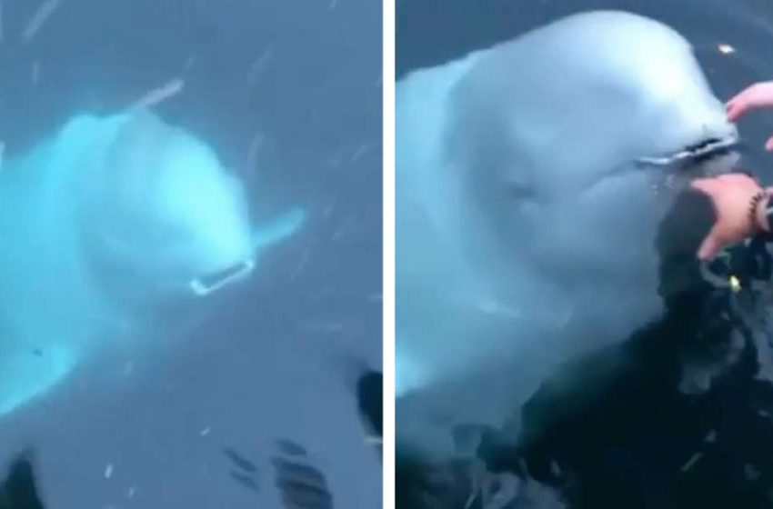  An unbelievable moment of the huge white whale returning the woman’s phone to her