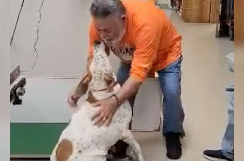  You’ll Cry When You See The Dog’s Emotional Reunion With His Dad After 18 Months Away