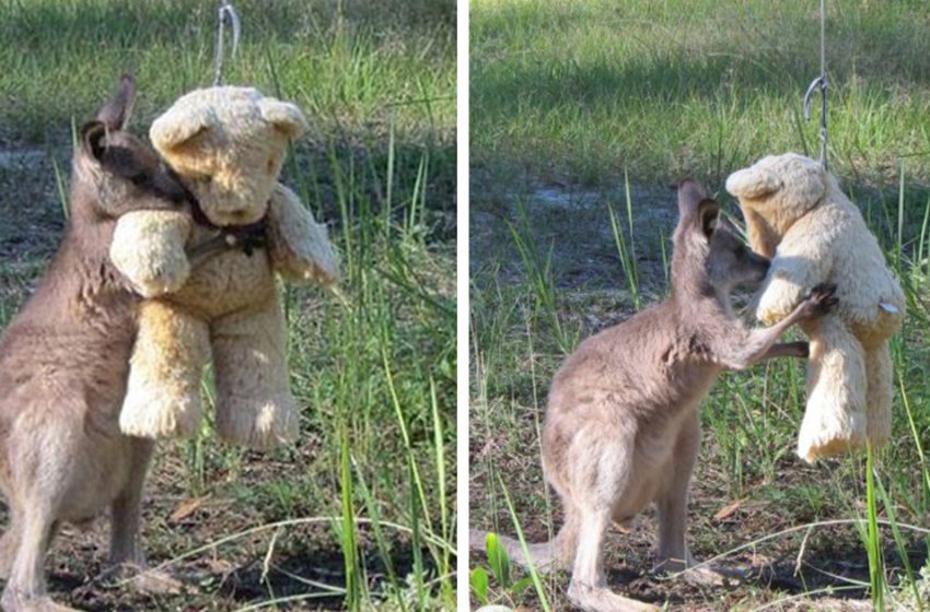  The abandoned baby kangaroo only wants to hold his beloved teddy bear