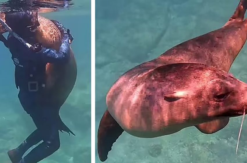  Off the coast of Mexico, a sea lion swims up to a young man snorkeling and gives him an amazing hug.