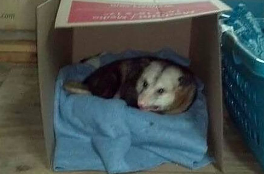  The old possum became an inhabitant of a large, comfy garage