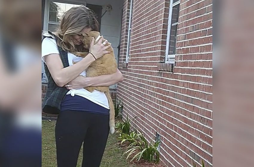 The cat was found after being lost for 536 days