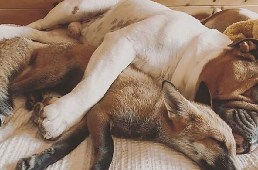  A fox and a bulldog have a beautiful friendship, and they love each other