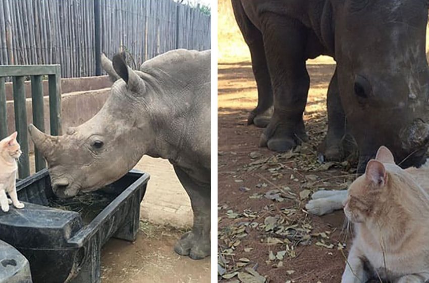  A newborn rhino and a cat formed a special friendship that helped the orphaned rhino cope with the death of her mother