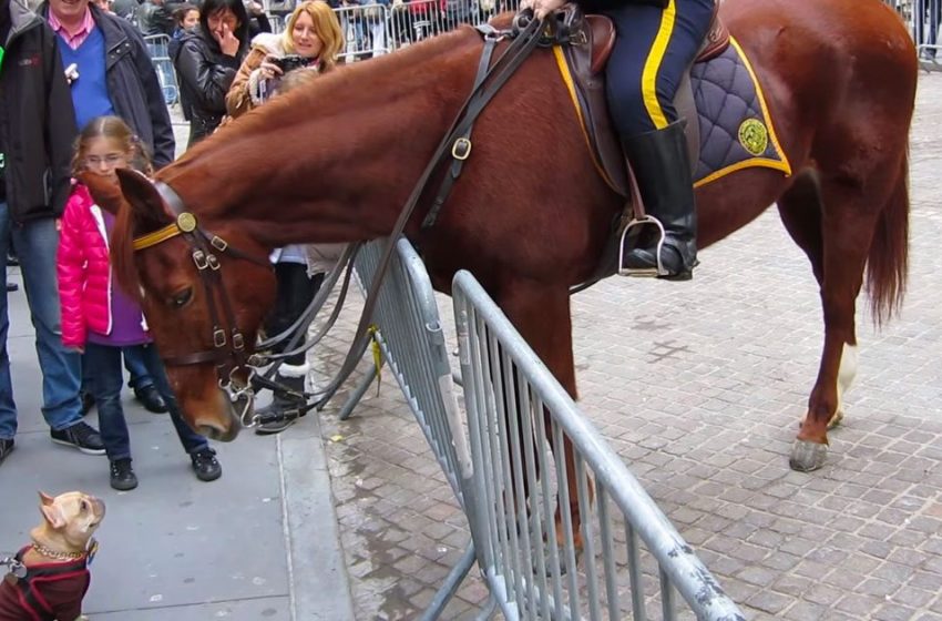  Bulldog greets police horse with a joyful jump