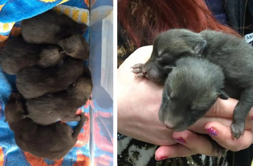  When a man saves abandoned “puppies” from his yard, he finds out they aren’t really puppies