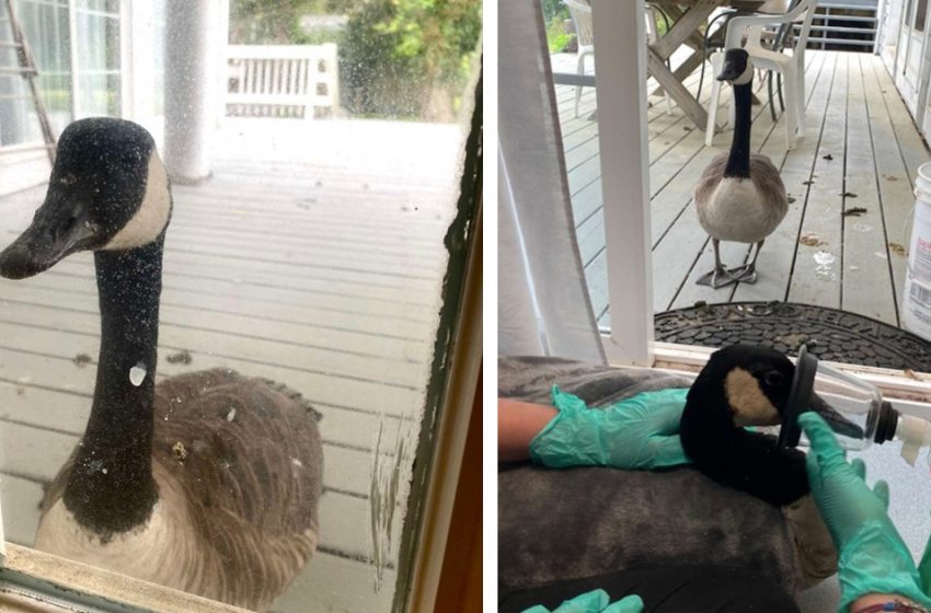  The devoted goose stayed at the hospital worried about her boyfriend
