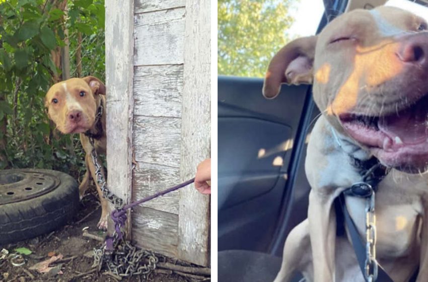  The unchained dog cannot believe he is finally rescued