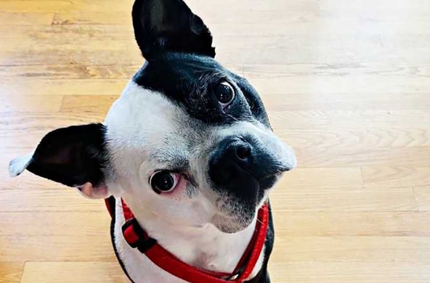  The 9-month-old daughter of Henry’s owners was in danger, but Henry the Boston Terrier saw it coming
