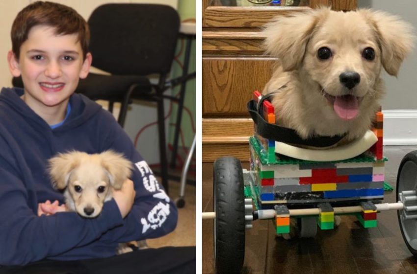  A 12-year-old made a wheelchair for a disabled dog