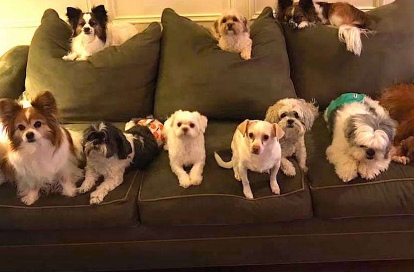  The family portrait of 11 dogs