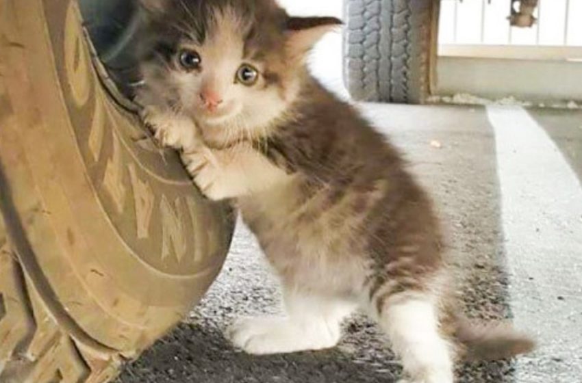  He was lucky: a little kitten found under the car finally found his happiness