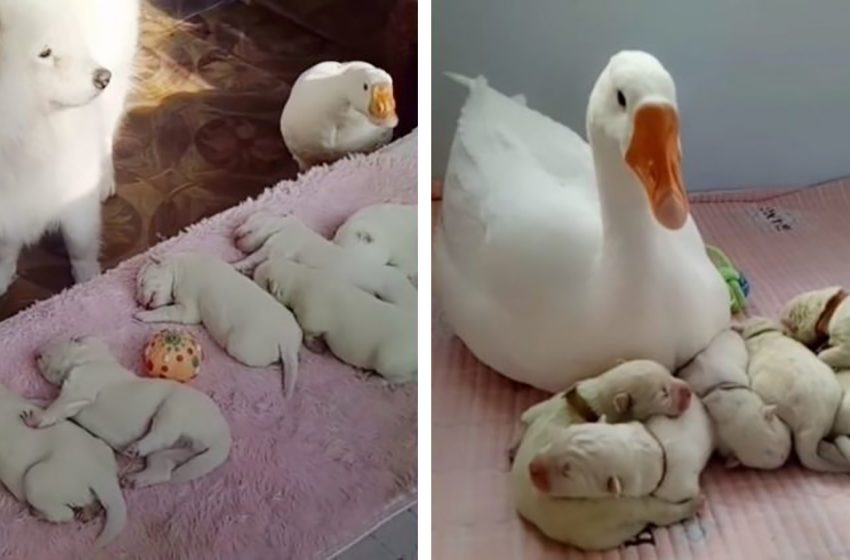  Sweet White Goose looks after her best friend’s lovely young pups with a lot of love