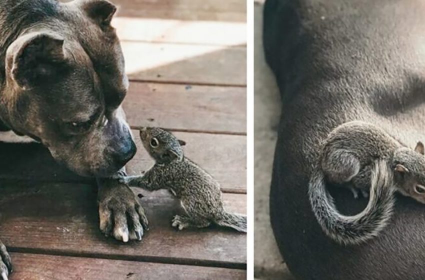  An adorable baby squirrel who was left orphaned found the ideal adoptive mother in a pitbull