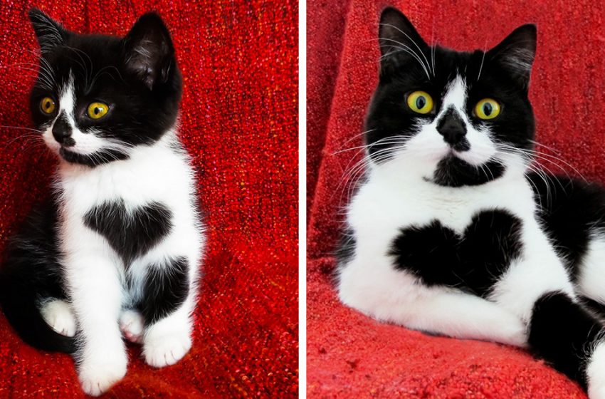  Just look at the cute pictures of a cat who literally wears her heart on her chest