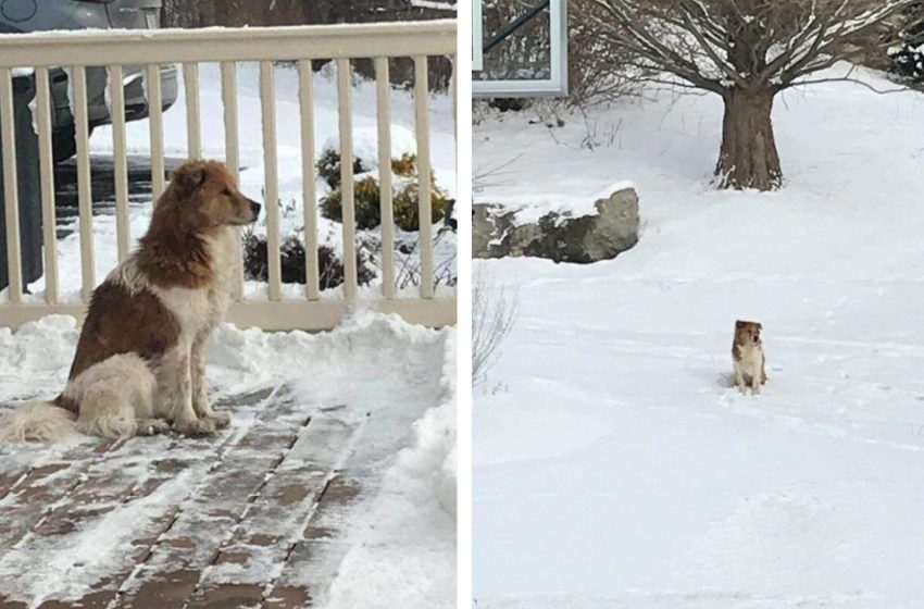  When waiting for his family, the abandoned puppy refused to accept assistance for days