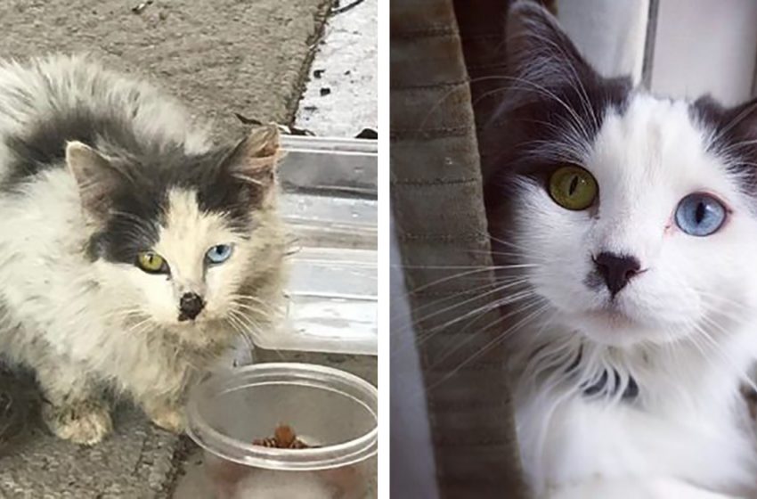  The cute cat with the most adorable eyes was saved and it changed her entire life