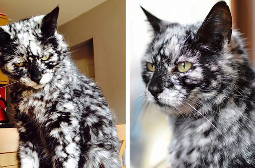  Look at the beauty of a cat with a special skin condition