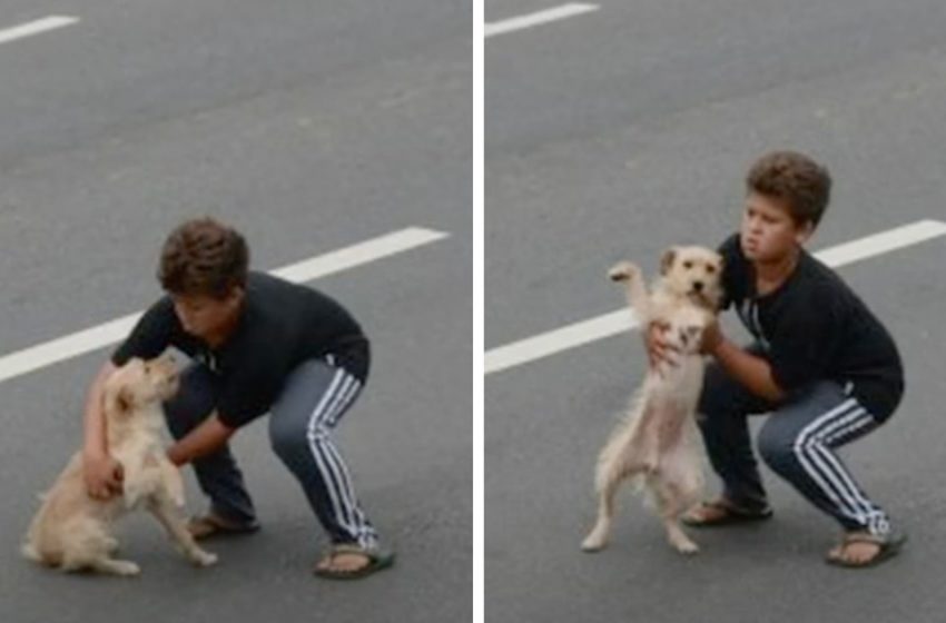  11-year-old fearless boy risks his life to save the injured dog