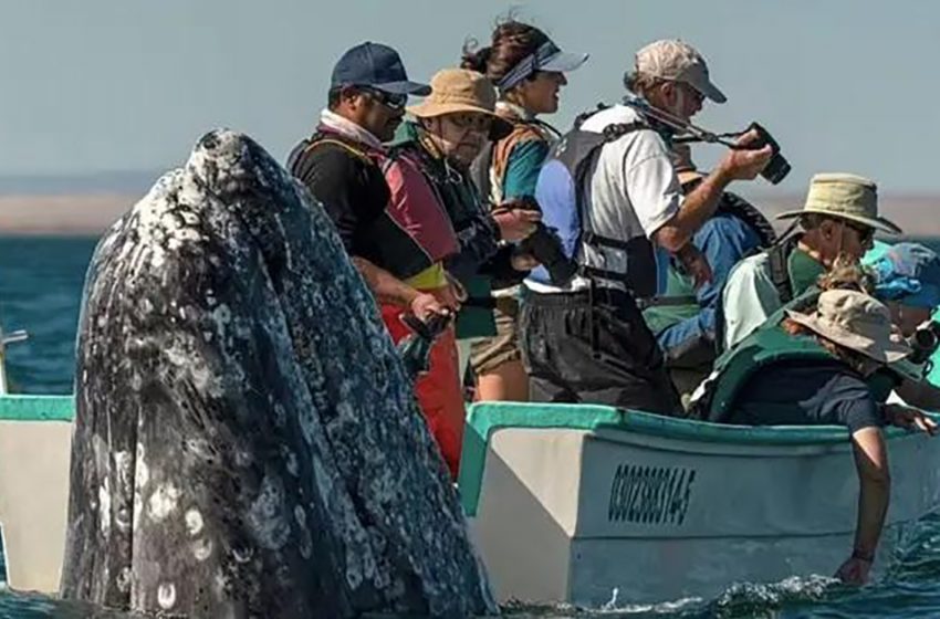  When whale watchers look in the opposite direction, a sneaky whale tricks them and appears behind them
