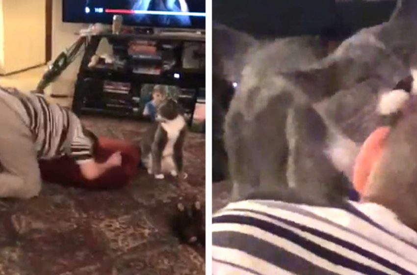  When the young boy is having a meltdown, a cat immediately knows what to do