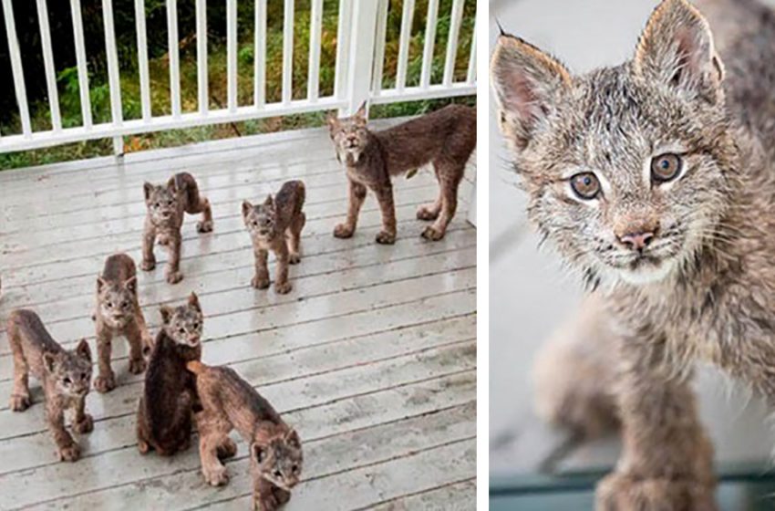  The man woke up from the noise – it was the family of lynxes that decided to visit him