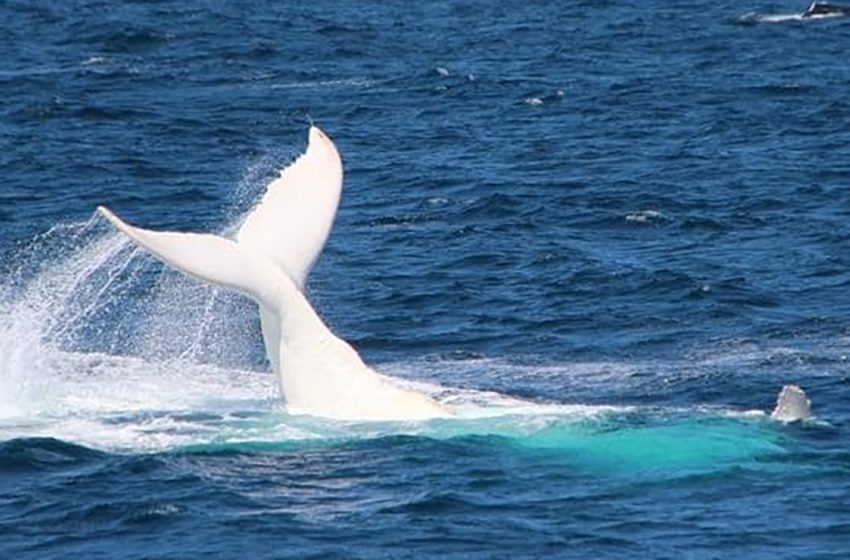  Look at the beautiful white humpback whale captured on camera off Australia’s coast.