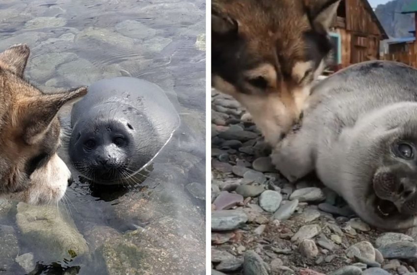  On Lake Baikal, a dog helped save a baby seal, mistaking him for a puppy