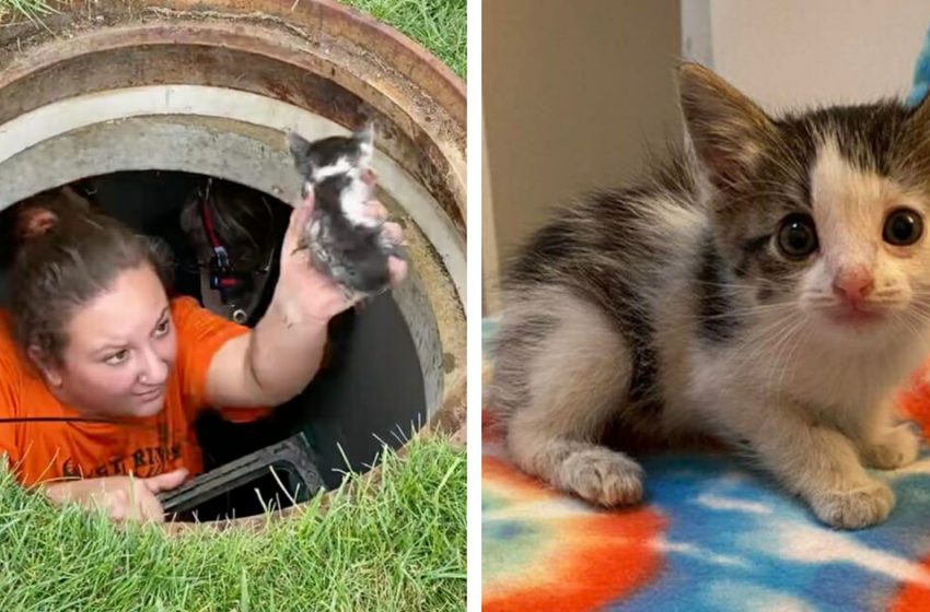  To save a kitten trapped in a storm drain for 40 hours, the rescue crew goes above and beyond