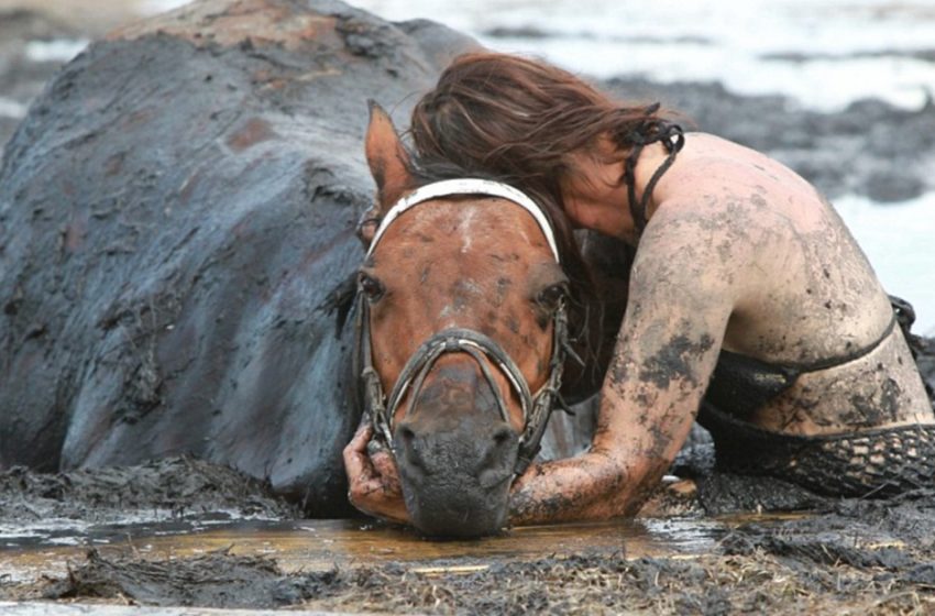  After the 900Ib cow becomes stuck in mud, the woman waits by her side for three hours