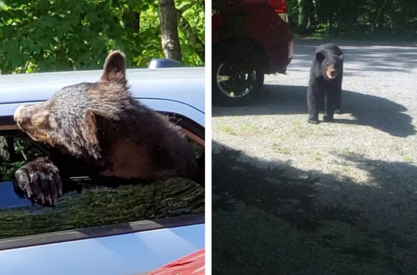  The man was shocked by the extraordinary scene he saw in front of his house