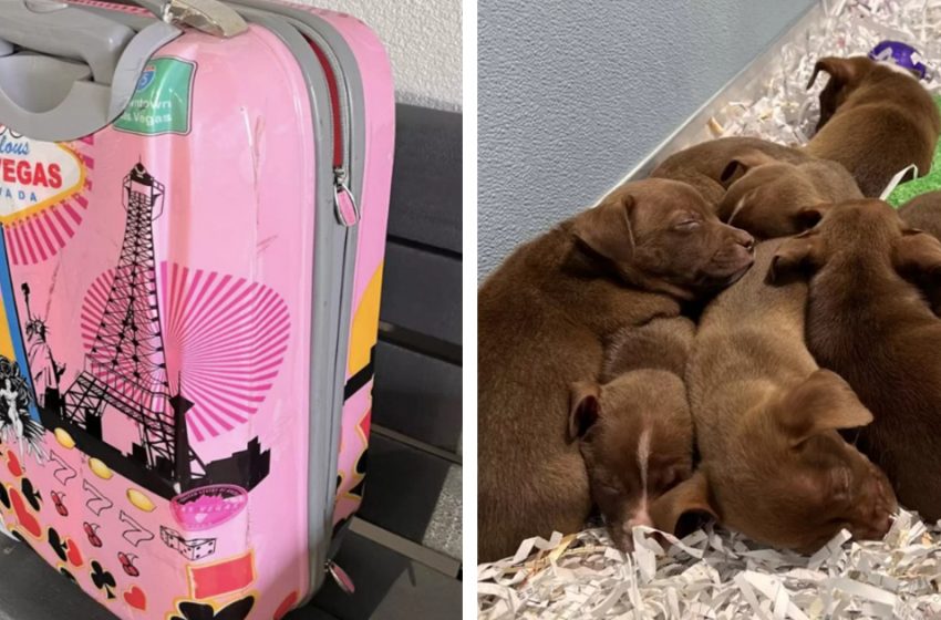  The kind police officers saved the day by helping tiny puppies to reunite with their mother