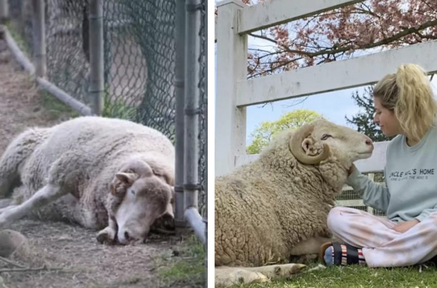  The depressed ram needed help and was saved by the kind woman